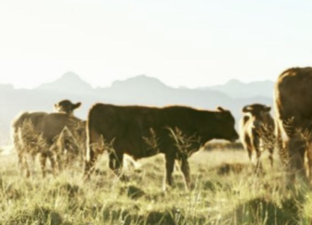 EXPOSED: The Collapse of the Beef Industry Is Being Manufactured